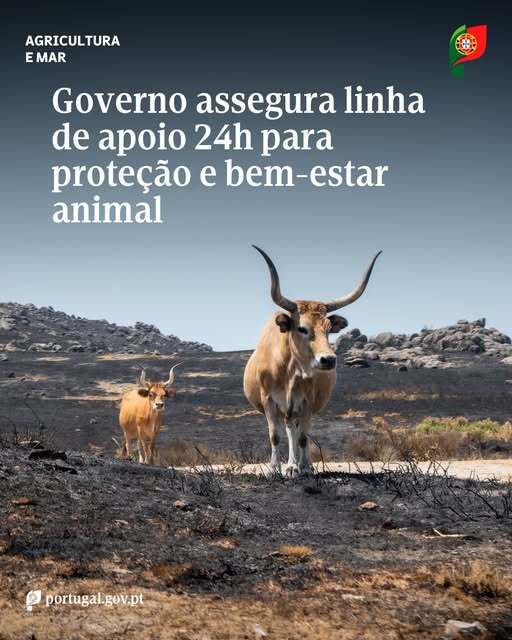 Governo assegura linha de apoio 24h para proteção e bem-estar animal